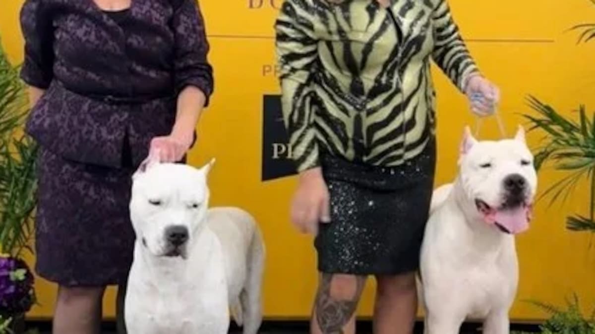 Dogo argentino en el Westminster Kennel Club Dog Show 2026.