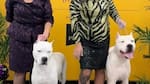 Un dogo argentino hizo historia en Nueva York: se consagró como “Mejor de la Raza” en el Westminster Kennel Club Dog Show 2026
