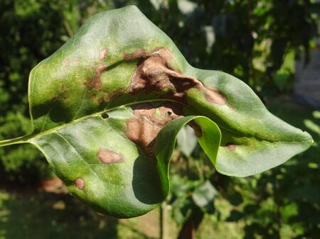 Pseudomonas syringae: Bacterias que el aire lleva a las plantas. Foto: WikiCommons