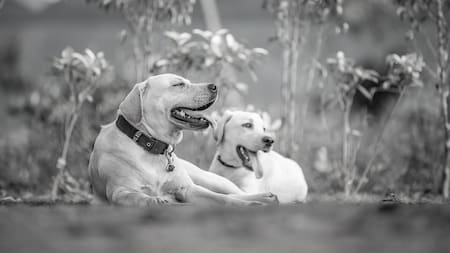 Qué colores ven los perros. Foto: Pixabay.