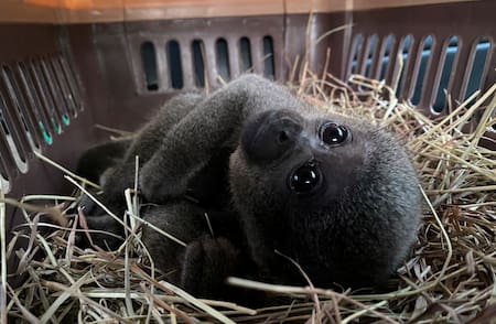 Rescatan una cría de mono en cautiverio en Colombia. Fuente: EFE