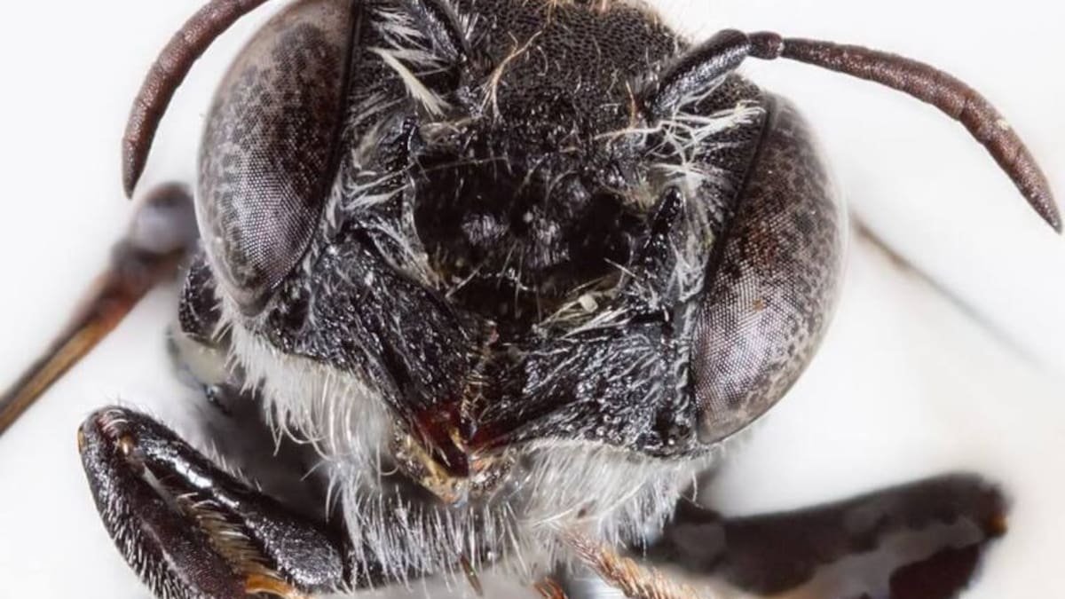 La abeja con “cuernos de diablo” descubierta en Australia.