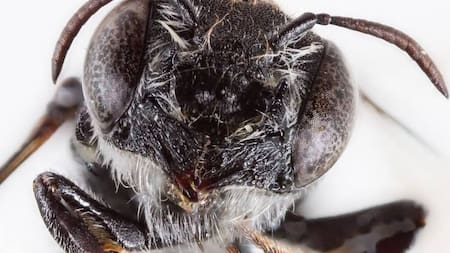 Megachile lucifer: la abeja con “cuernos de diablo” descubierta en Australia que sorprende a los científicos
