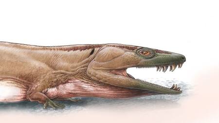 Describen una salamandra gigantesca en África. Foto: Nature