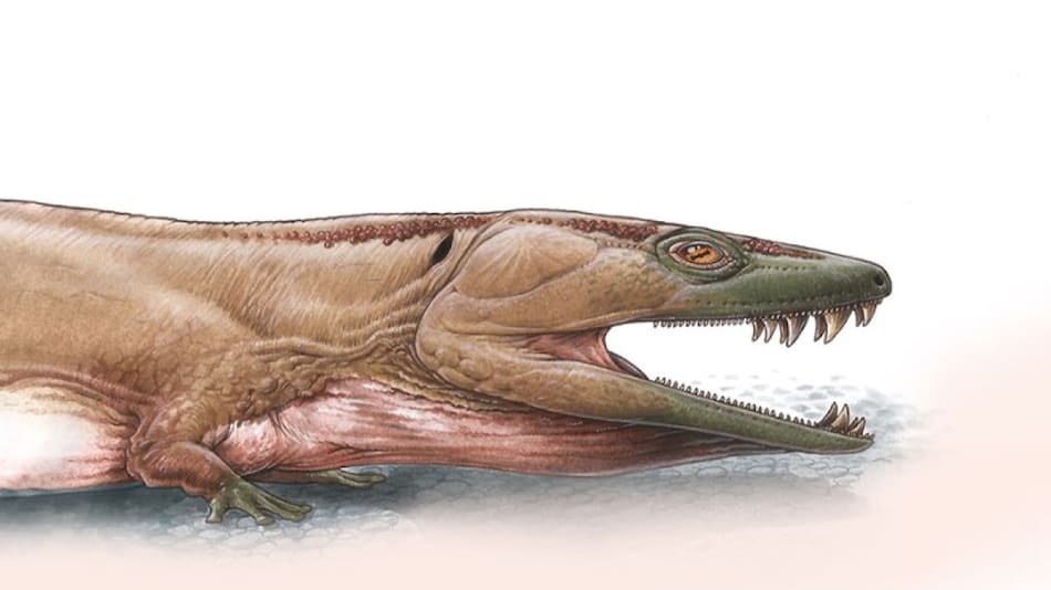 Describen una salamandra gigantesca  en África. Foto: Nature