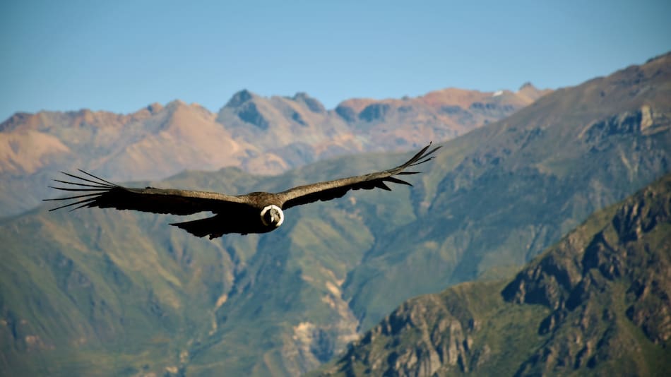 Condor Andino. Foto: Unsplash.