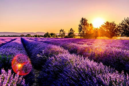 La lavanda tiene grandes beneficios para la salud. Foto: Unsplash.