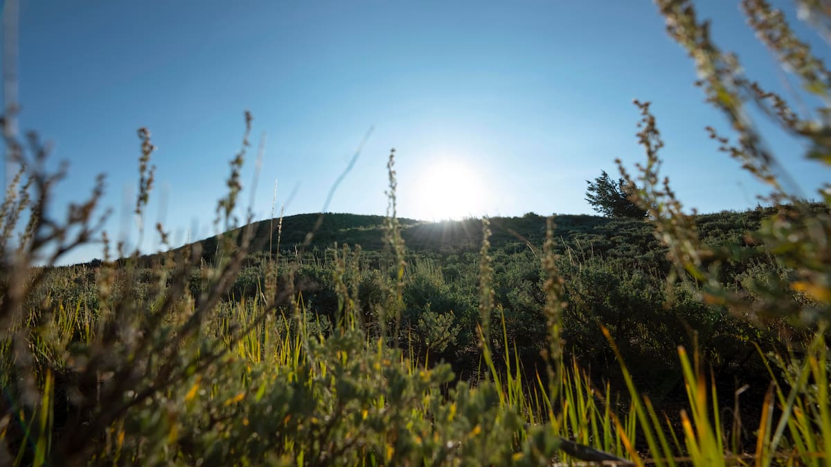 Campo, naturaleza.