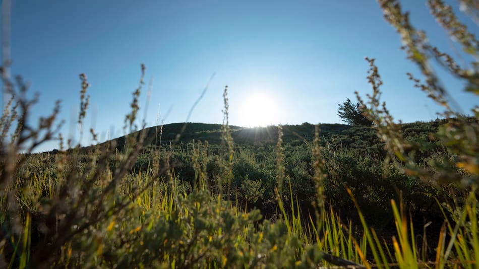 Campo, naturaleza.
