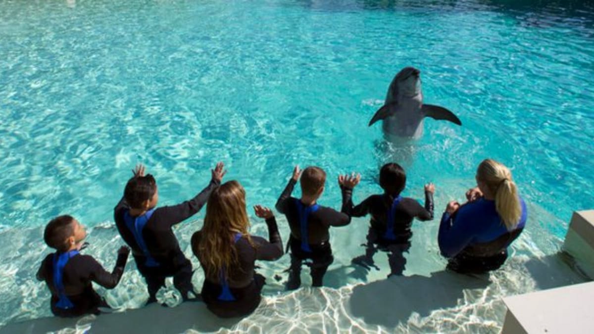 Cierre de un importante parque acuático: por qué los delfines y orcas no pueden ser trasladados a otro sitio