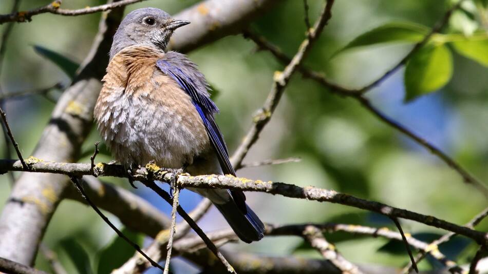 Un pájaro azul occidental posando en la rama de un árbol. Foto EFE.