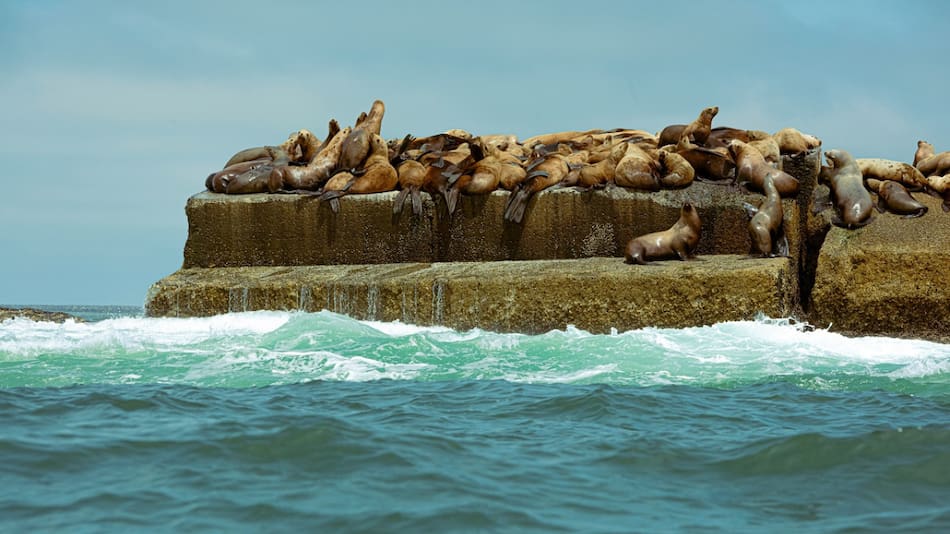 Lobos marinos. Foto: Unsplash.