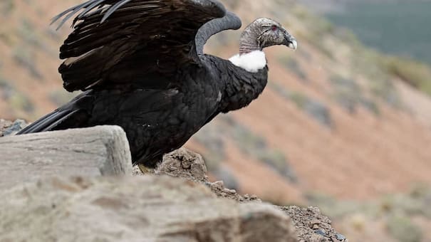 Récord histórico: captan a más de 90 cóndores andinos reunidos en Mendoza