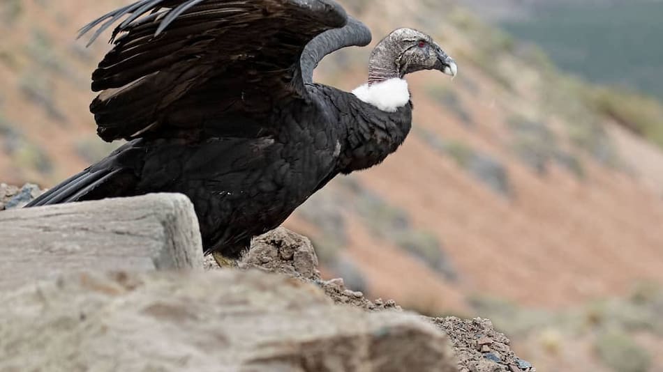 Cóndor andino.