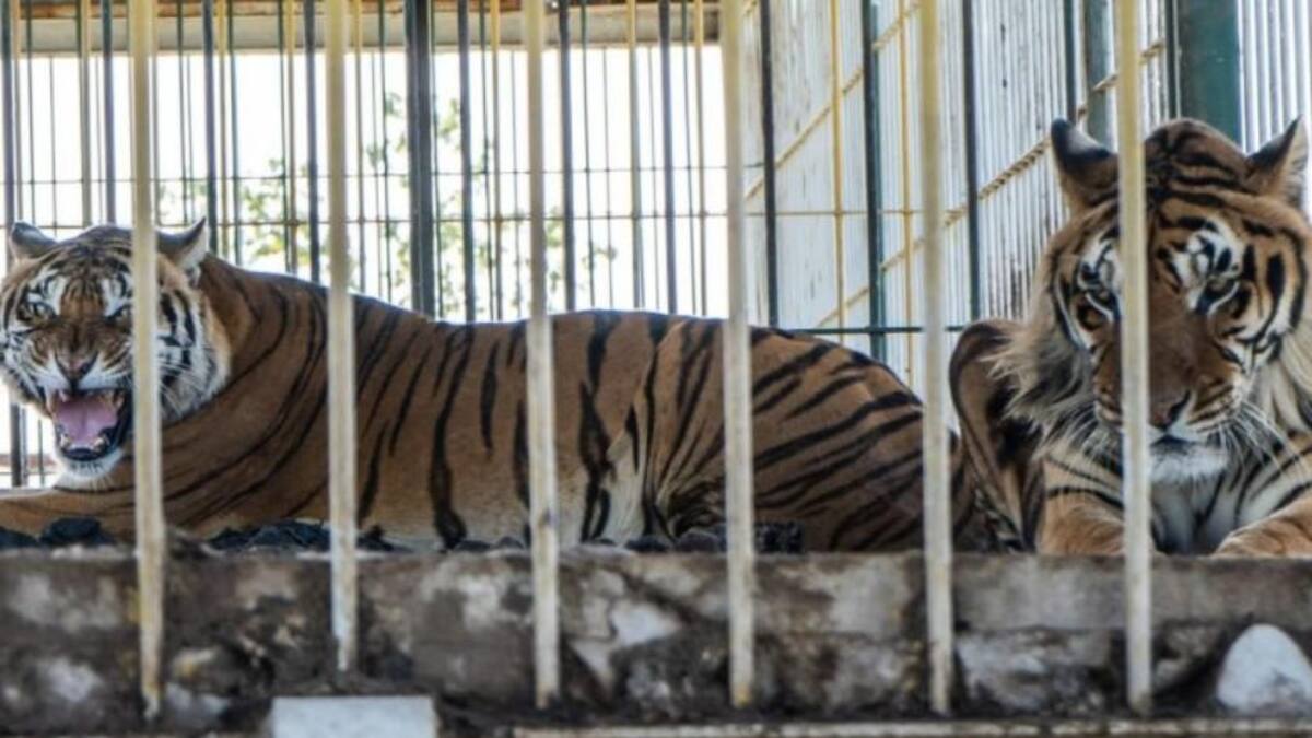 Cuatro tigres de Bengala abandonados, foto NA