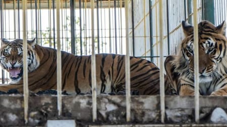 Tras 15 años abandonados en un vagón de San Luis, cuatro tigres serán trasladados a Sudáfrica