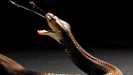 Serpiente. Foto: EFE