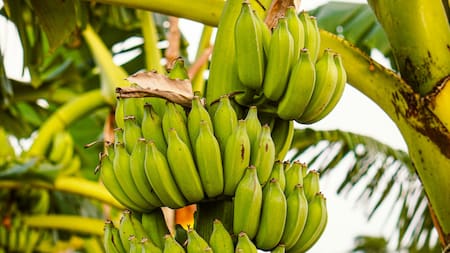 Banana. Foto: Unsplash.