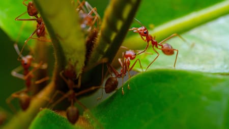 La hormiga roja de fuego. Foto: Unsplash.