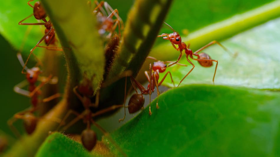 La hormiga roja de fuego. Foto: Unsplash.