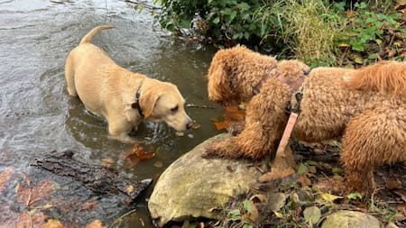 Primer hotel 5 estrellas para perros en Francia.