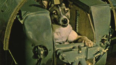 Laika, la astronauta de cuatro patas. Foto: X, laikacoinerc.