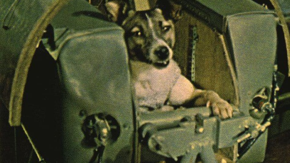 Laika, la astronauta de cuatro patas. Foto: X, laikacoinerc.