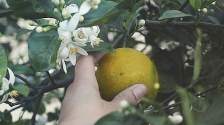 Limonero. Foto: Unsplash