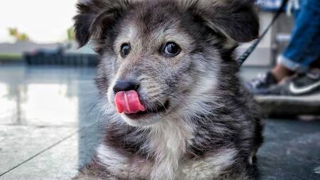 La IA podría ayudar a que los perros se comuniquen con los humanos. Foto Unsplash.