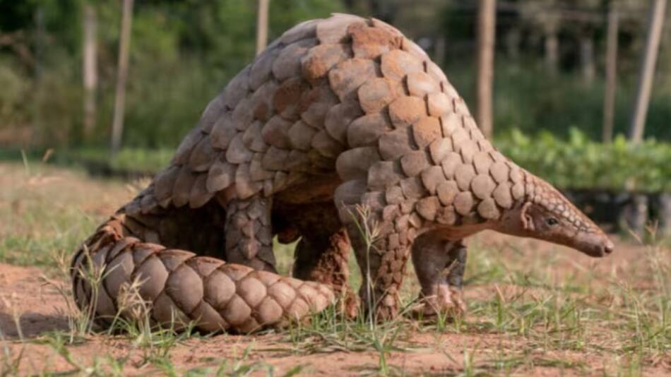 Oso escamoso. Foto: X.