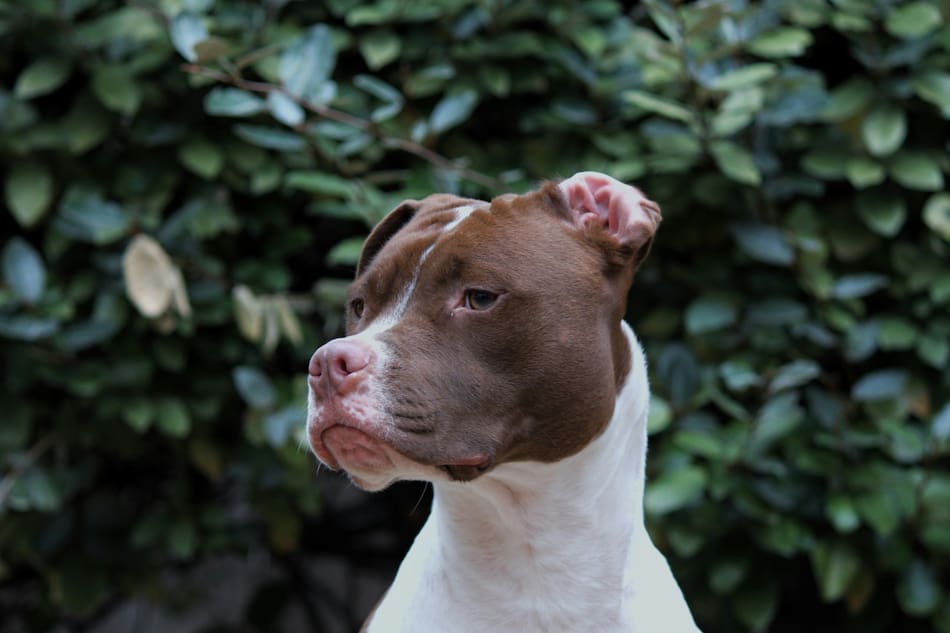 Perros, animales, mascotas. Foto: Unsplash