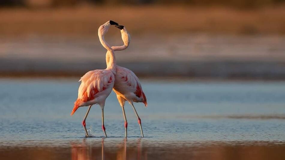 Flamencos en Islas Galápagos. Fuente: X