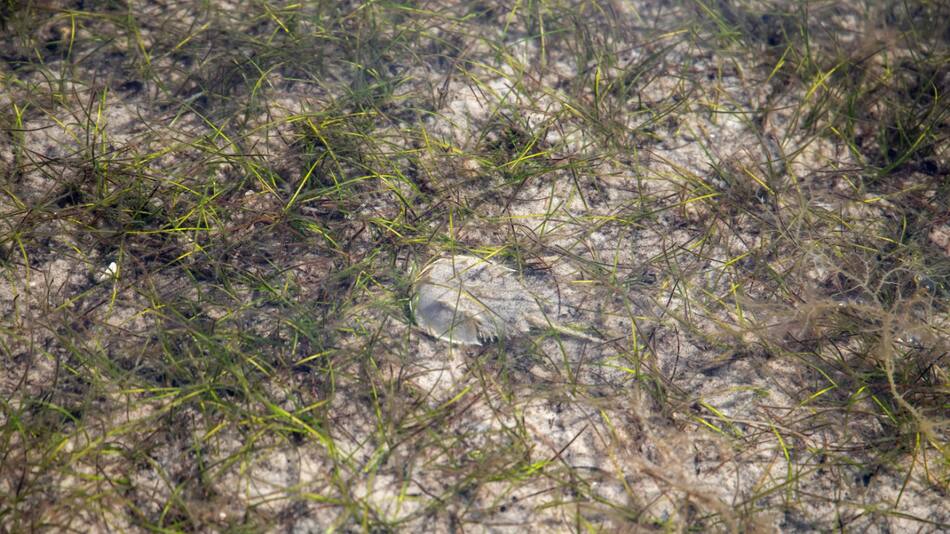 Cangrejo herradura del Atlántico. Foto: Unsplash