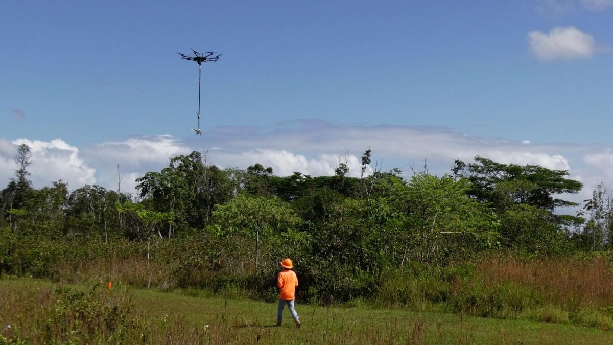 Guayabo de fresa; Hawái; drones.