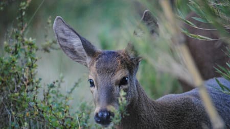"Proyecto de Conservación del Huemul": ejemplares de la especie en extinción fueron vistas en el Parque Nacional Lanín
