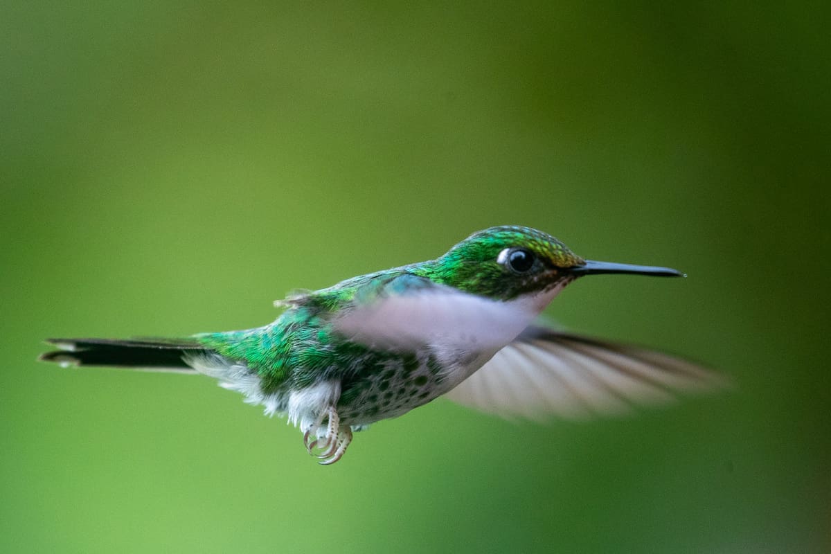 Colibrí. Fuente: EFE