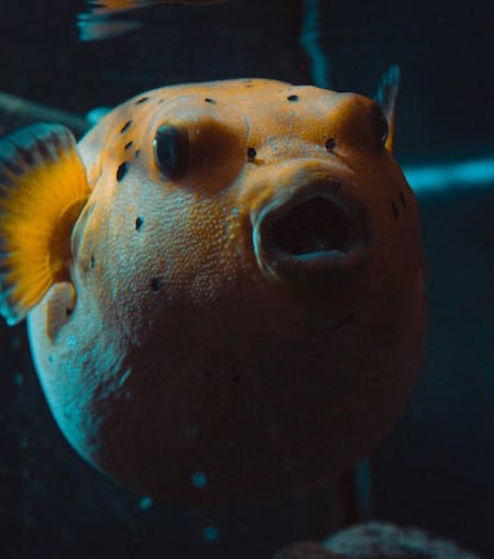 Pez globo. Foto Unsplash.