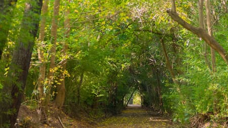 Un paseo entre senderos y mariposas: la reserva natural cerca de CABA que es ideal para visitar en familia
