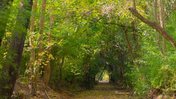 Un paseo entre senderos y mariposas: la reserva natural cerca de CABA que es ideal para visitar en familia