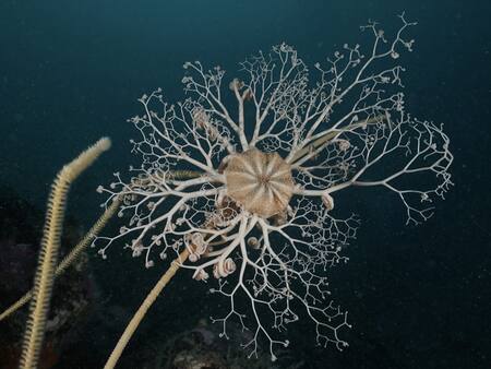 Gorgonocephalus chilensis, especie bentónica del Agujero Azul. Foto: gentileza Programa de Conservación Costero Marino de WCS Argentina