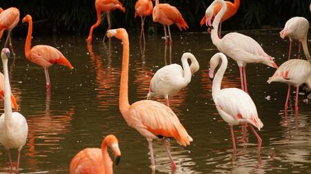 Flamencos. Foto: Unsplash