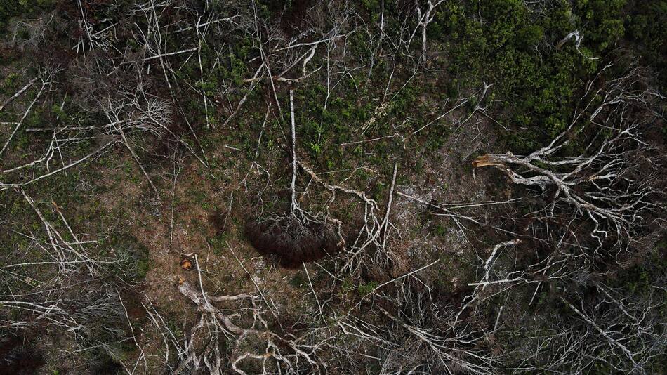 Deforestación en la Amazonía. Foto: Reuters