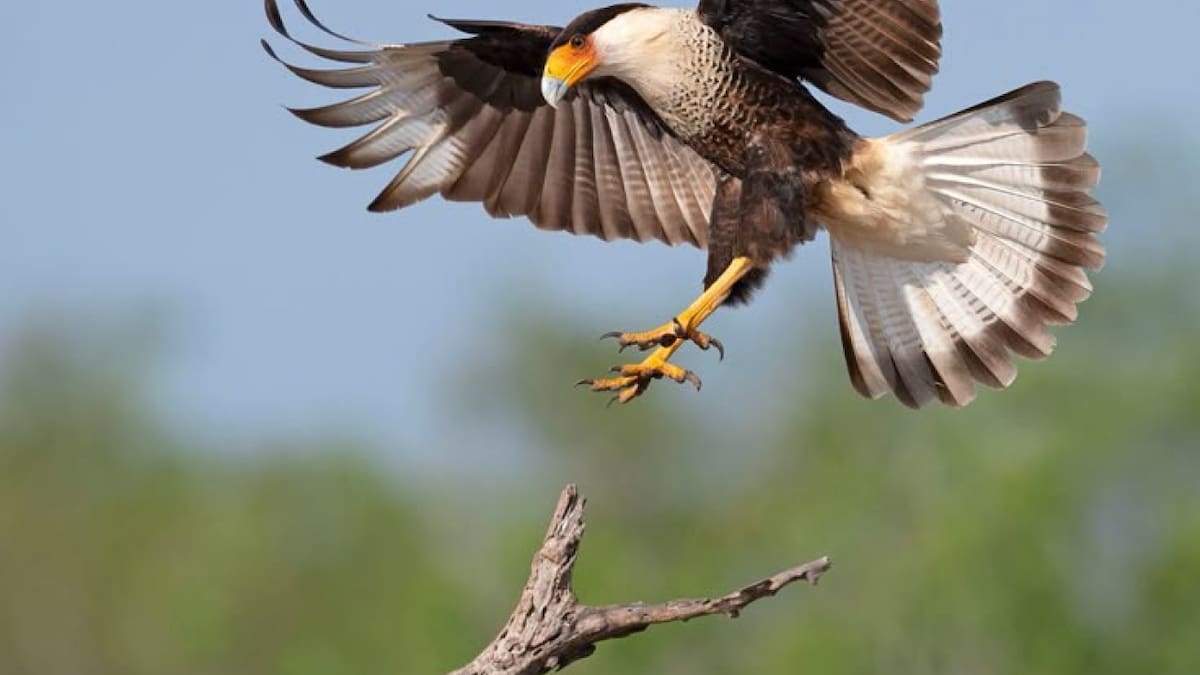 Muchos lo odian, pero es necesario: el ave de rapiña que se volvió un aliado vital en Sudamérica por preservar ecosistemas