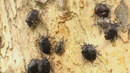 Invasión de chinches en Villa Luro - Plaga - Quejas de vecinos