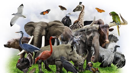 Animales. Foto: Alamy