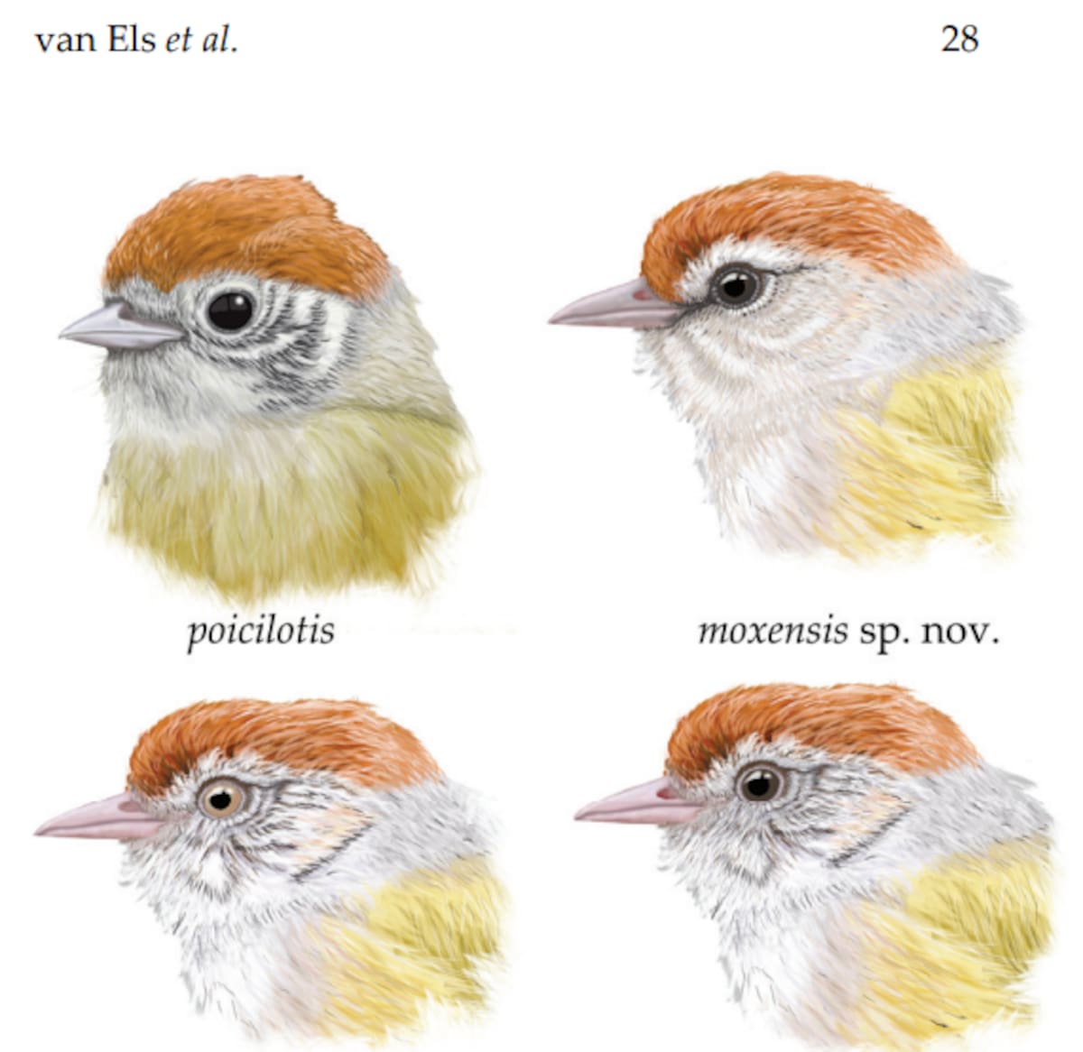 Fotografías de los ejemplares estudiados y detalles de su plumaje, cabeza y cuerpo.