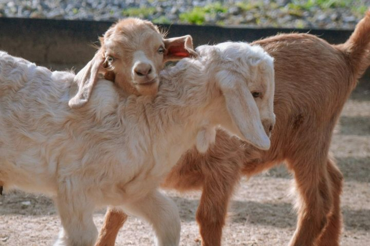 Granja Educativa Don Benito. Foto: Instagram/granjadonbenito