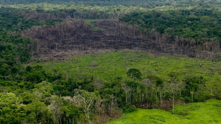 Caída de la deforestación en Colombia. Foto: REUTERS.