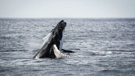 Ballena rorcual común, la segunda más grande detrás de la ballena azul. Foto: Unsplash