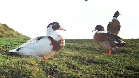 Patos. Foto: Unsplash.